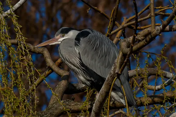 Grey Heron perched on a tree branch against a blue sky