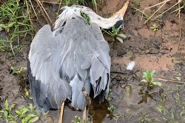 Grey Heron in shallow water with head turned to the side
