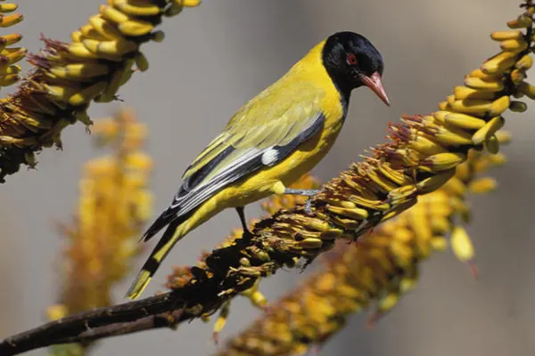 Black-Hooded Oriole on a branch with yellow flowers