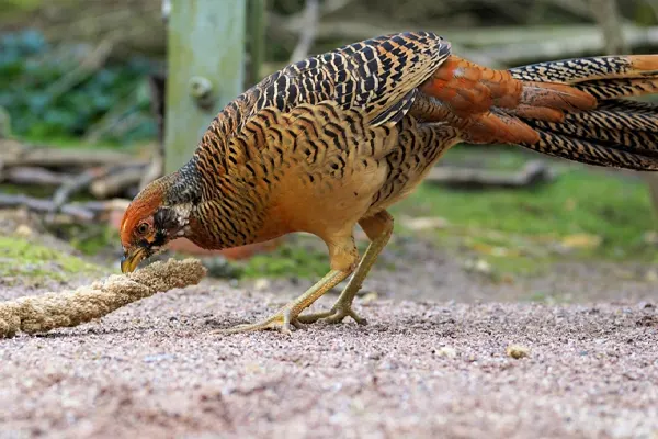A Golden Pheasant pecking at food on the ground
