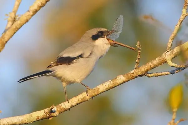 Northern Shrike bird perched on a branch with an insect in its beak