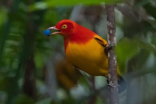 Flame Bowerbird on branch with blue berry in beak