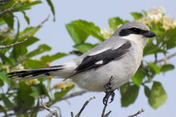 Northern Shrike bird perched on a branch with green leaves and white flowers in the background