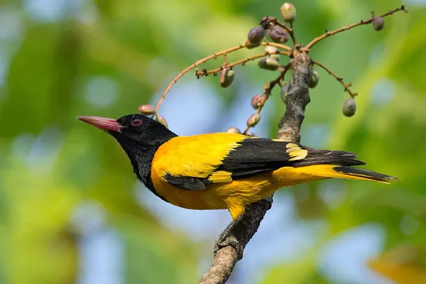 Black-Hooded Oriole on berry branch