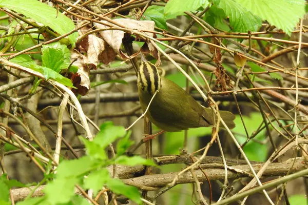 Worm-eating Warbler bird perched on a branch amidst a dense tangle of green vines and leaves, showcasing its natural habitat