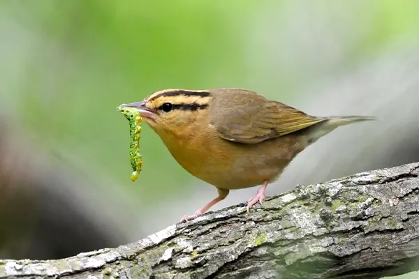 Worm-eating Warbler bird perched on a textured branch, holding a green caterpillar in its beak, against a blurred green background