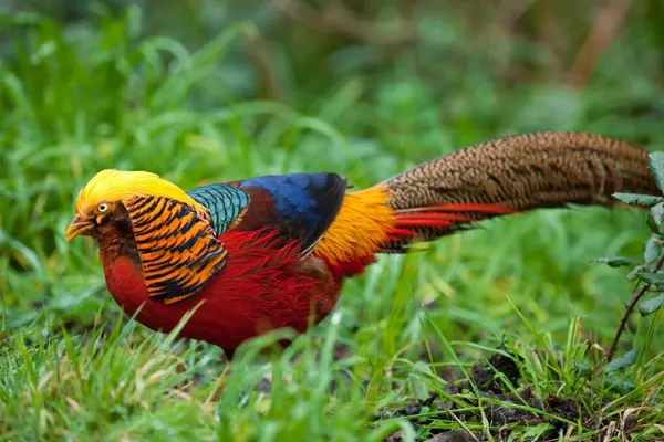 Colorful Golden Pheasant walking on grass