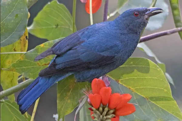 Vibrant blue Asian Fairy-Bluebird perched amidst green leaves and red flowers