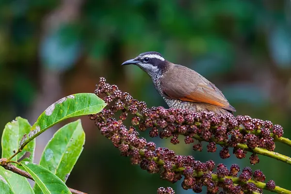 Greater Lophorina bird with brown feathers and a white and black patterned head and neck, perched on a branch surrounded by green leaves and small, round berries