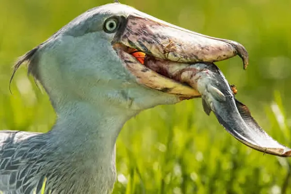 Close up of a Shoebill bird with a fish in its beak