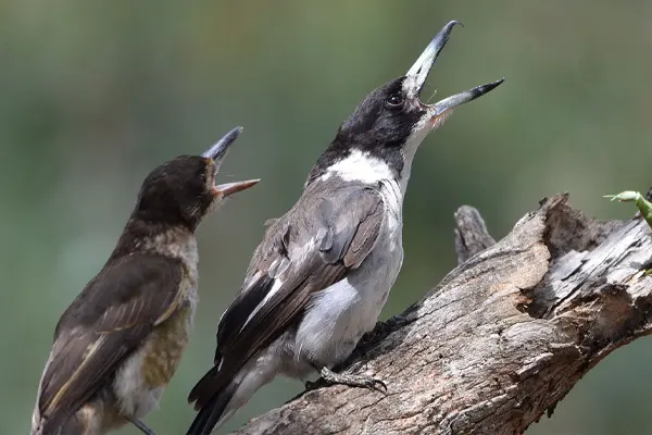 Two Grey Butcherbirds on branch, one with open beak