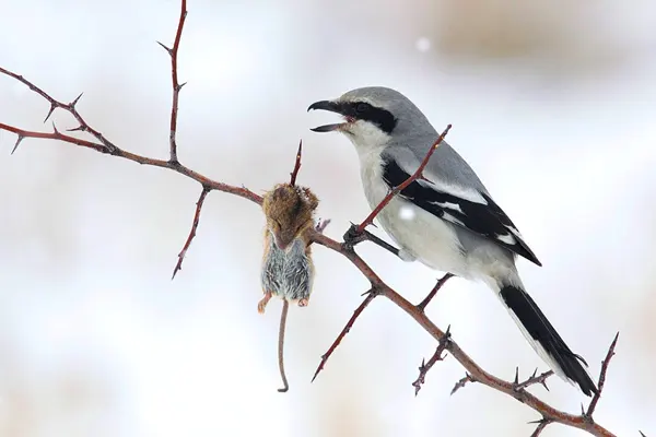 Northern Shrike with prey on thorny branch