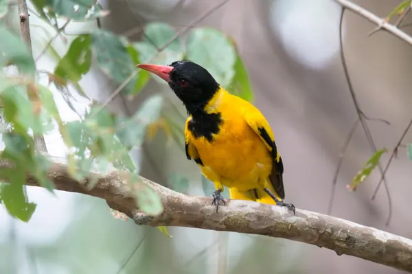 Black-Hooded Oriole on a tree branch