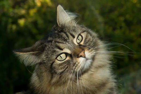 Close-up of a Norwegian Forest Cat with greenish-yellow eyes in a natural setting
