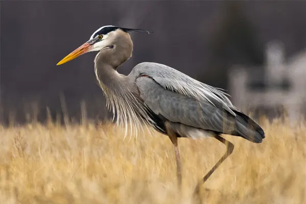 Grey Heron standing in a field of tall grass
