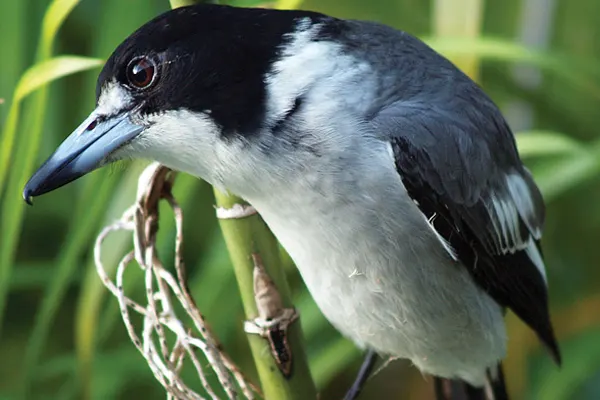 Profile view of a Grey Butcherbird perched on a branch with green foliage in the background