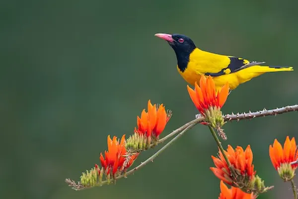Black-Hooded Oriole on branch with orange flowers