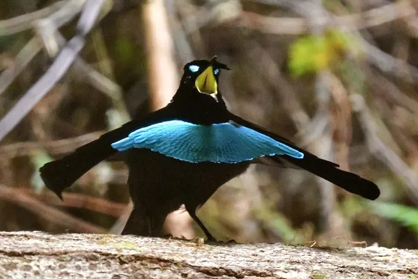 Greater Lophorina bird displaying its vibrant blue plumage in a forest setting