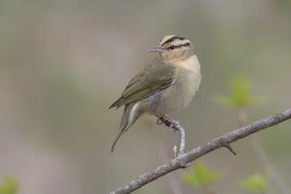 Worm-eating Warbler bird with olive-green upperparts and pale underparts, perched on a thin, bare branch