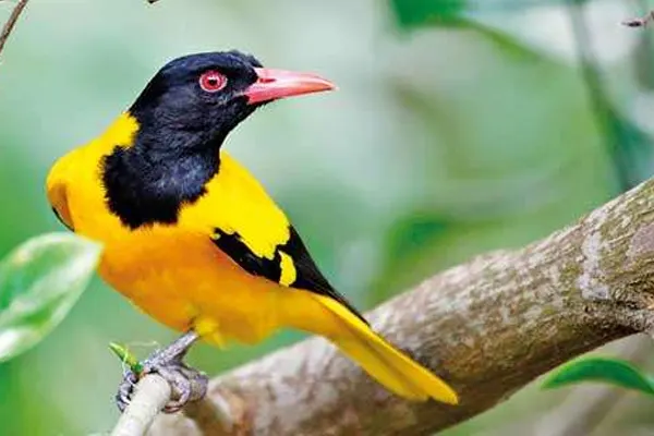 Black-Hooded Oriole on a tree branch