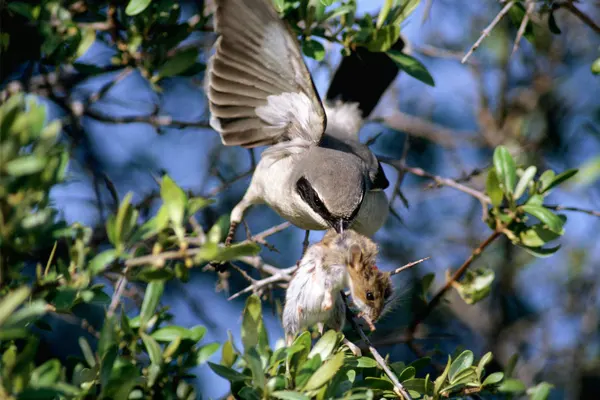 Northern Shrike preying on sparrow with wings spread