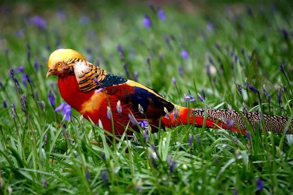 A Golden Pheasant in a field of purple flowers and green grass