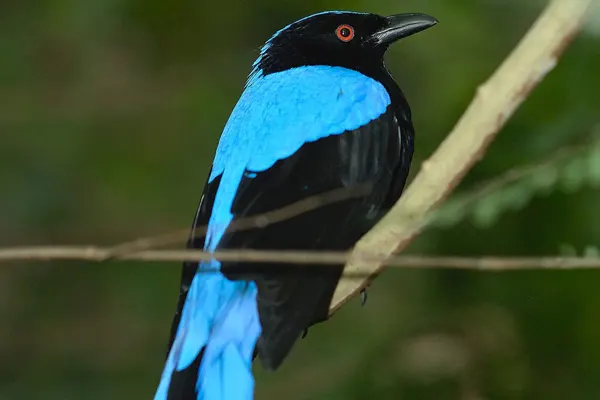 Vibrant Asian Fairy-Bluebird perched on a branch in a green forest