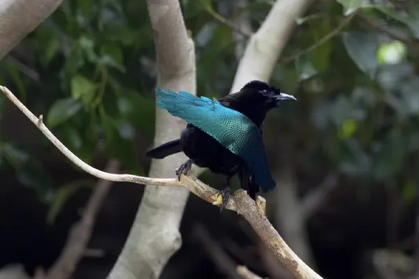 Greater Lophorina bird with glossy black and vibrant blue feathers, perched on a tree branch in a natural environment