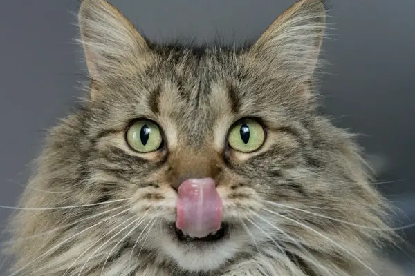 Close-up of a Norwegian Forest Cat with green eyes and tongue out
