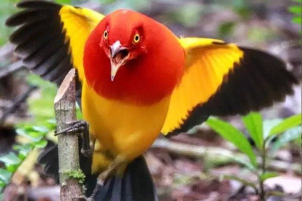 Flame Bowerbird with spread wings on a branch in a forest