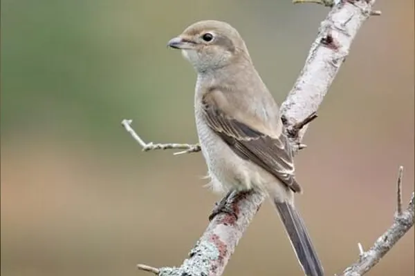 Northern Shrike bird perched on a branch with a grassy field in the background