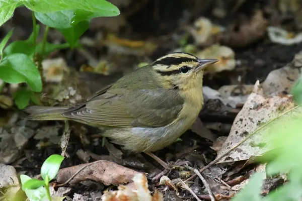 Worm-eating Warbler bird on the ground amidst foliage and fallen leaves