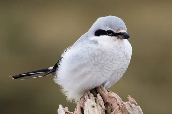 Northern Shrike