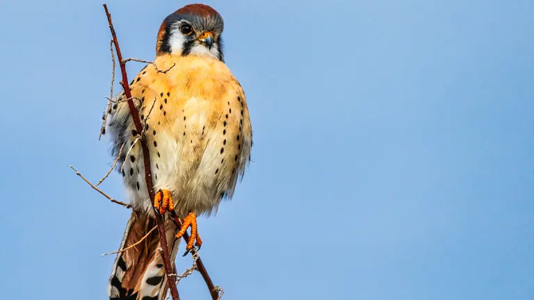 American Kestrel