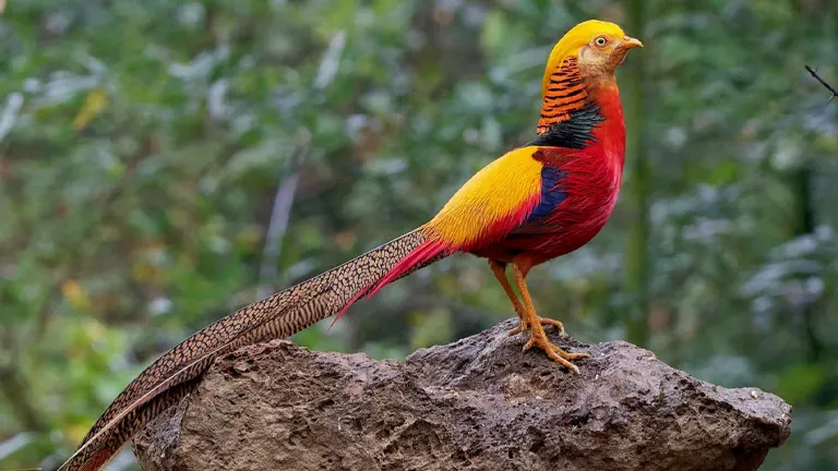 Golden Pheasant