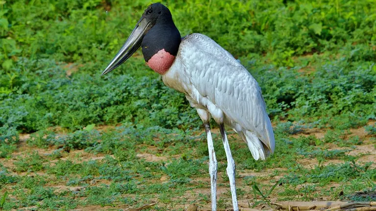 Jabiru Stork