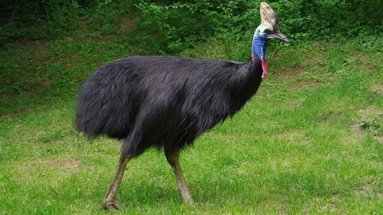 Southern Cassowary