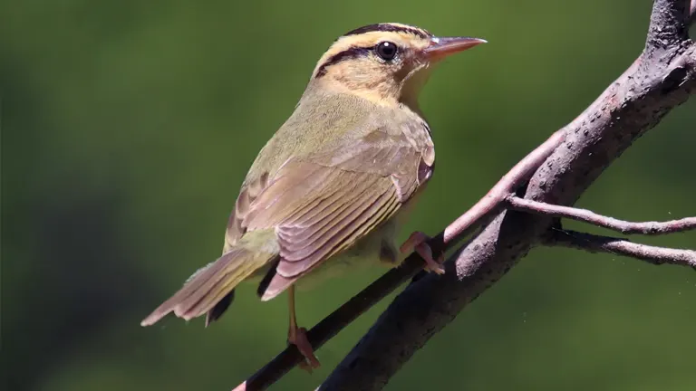 Worm-eating Warbler Bird