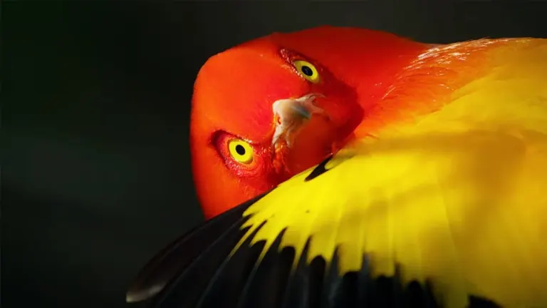 Flame Bowerbird