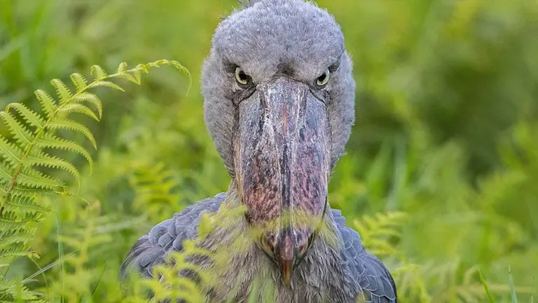 Shoebill