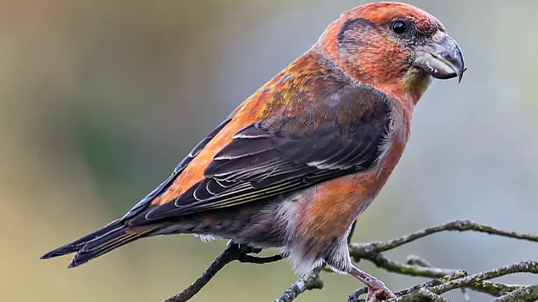 Scottish Crossbill