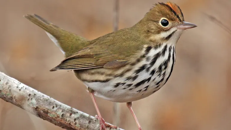 Ovenbird