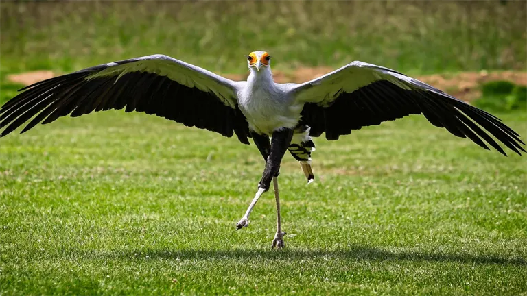 Secretary Bird