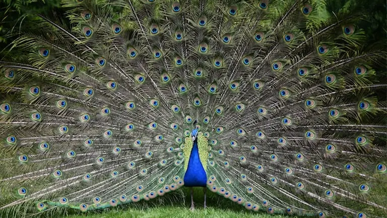 Indian Peafowl