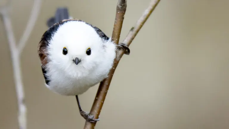 Shima Enaga(<strong>Long-Tailed Bushtit</strong>)