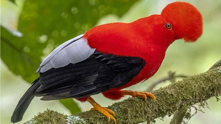 Andean Cock-of-the-Rock