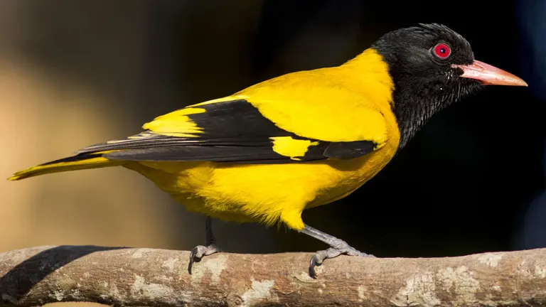 Black-Hooded Oriole