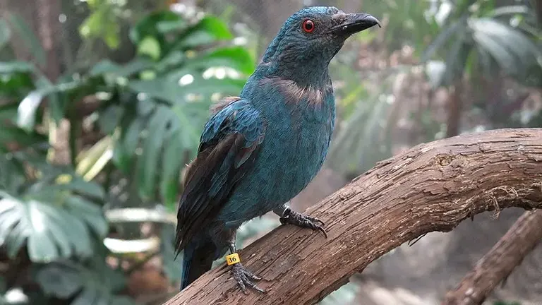 Asian Fairy-Bluebird