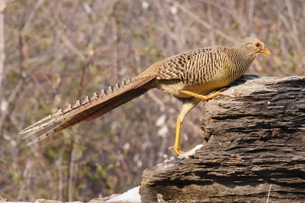 Golden Pheasant perched on a rock in the wild