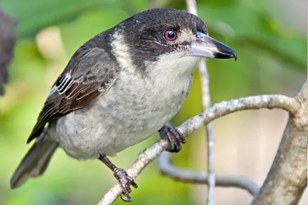 Grey Butcherbird with black head and white belly on tree branch